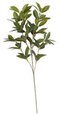 Green Shikiba Spray 28Inch