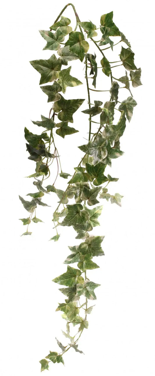 Holland Ivy Vine 46 Inch