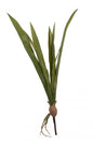 Cymbidium Leaves 23 inch