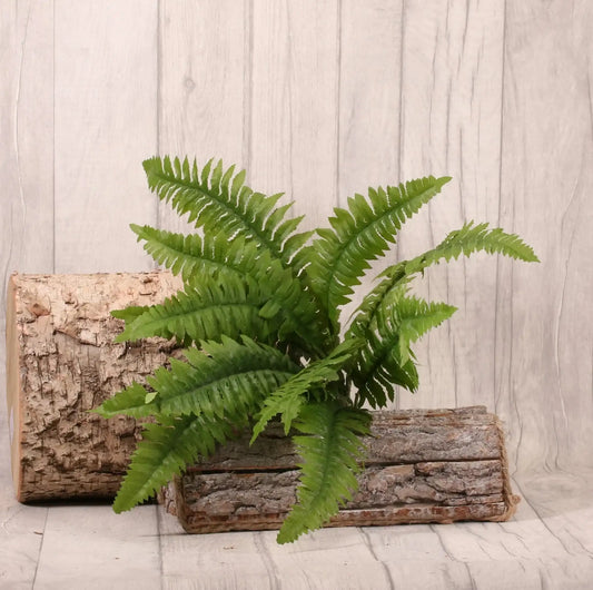 Boston Fern Bush 43cm