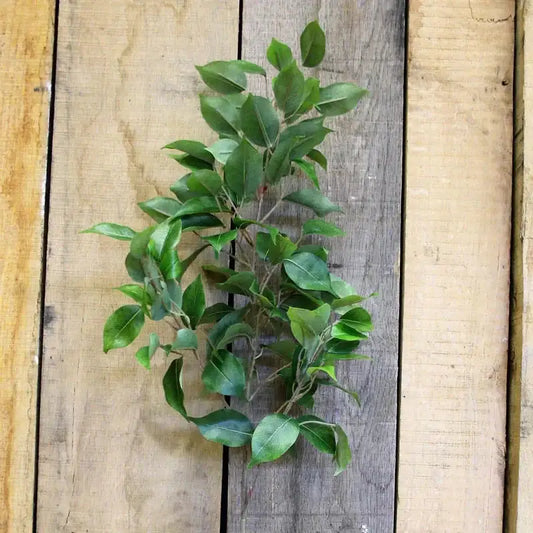 34  Inch Ficus Spray