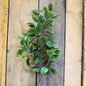 34" Ficus Spray