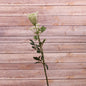 Bishops Flower Spray Cream 76cm