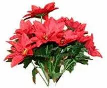 Red Poinsettia Bush (x12)