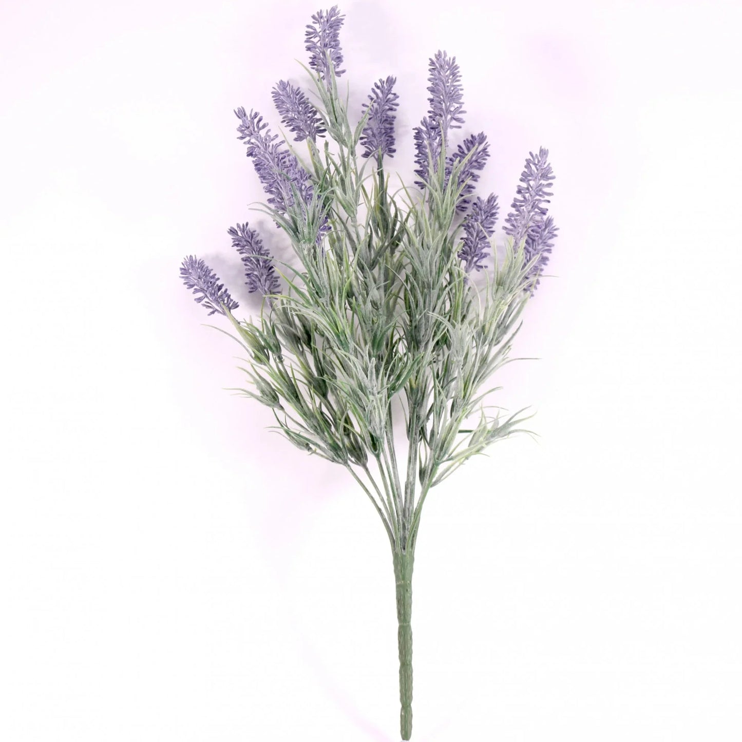 Lavender Plant
