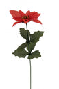 Single Stem Poinsettia Red (x12)