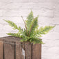 Plastic Boston Fern Bush