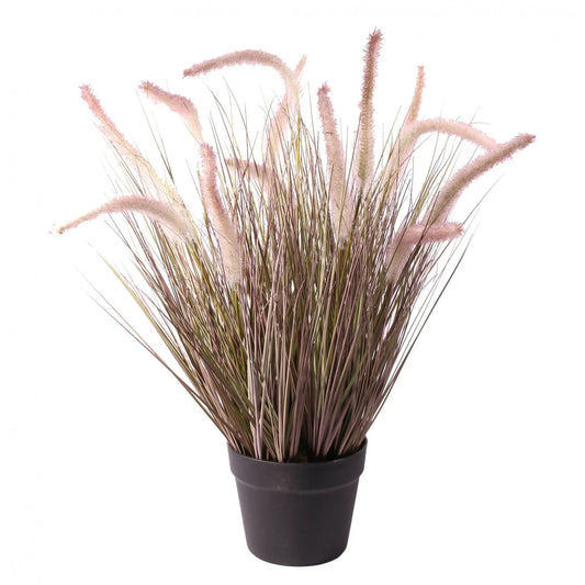 Pink-tipped ornamental grass in black pot, ideal for home décor and gifting